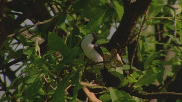 Willy wagtail perched on branch