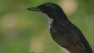 Willy wagtail perched on branch