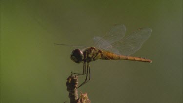 dragon flies perched on the tips of reeds flies off and lands again **