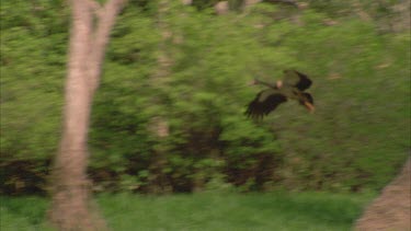 geese fly in to join Magpie Geese feeding in wetland ** good follow in flight