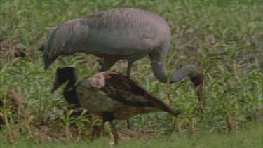 Brolga feeding among wetland reeds and grasses