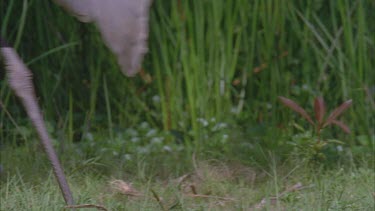 Brolga feeding among wetland reeds and grasses legs and then another bird through frame