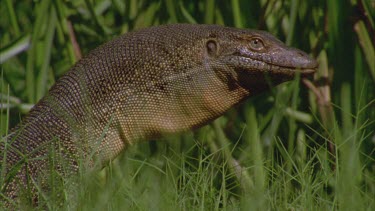 goanna with neck inflated in defensive threat display