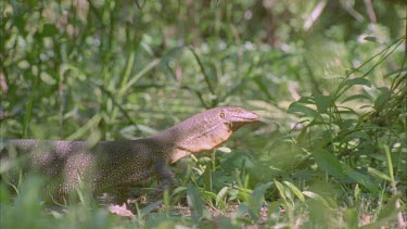 goanna with neck inflated in defensive threat display through undergrowth