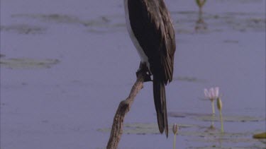 tilt up from tail to little pied cormorant perched on dead tree fluttering throat pouch to cool off