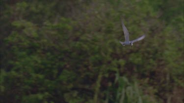 ** wonderful long slo mo shot following tern as it dips hovers and skims water surface catches a fish almost drops it retrieves it and flies off