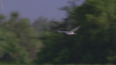 ** wonderful long slo mo shot following tern as it dips hovers and skims water surface and flies off