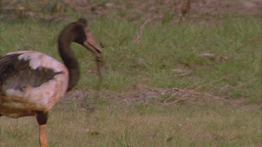 Magpie Goose waddles away with weed in its beak perhaps nesting material