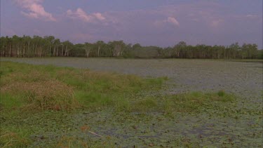 lily covered lagoon with paper barks on water edge