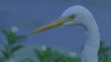 egret stalks insects in long grass intent looking