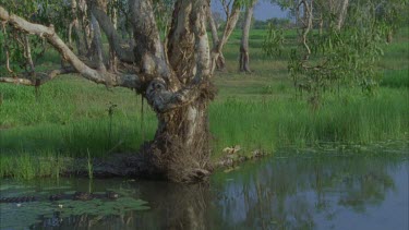 CM0001-NPC-0035551 crocodile swims out of small stream into main waterway paper bark tree behind and lilies in foreground