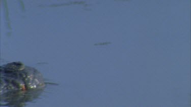 crocodile head into shot followed by entire body ** semi submerged in water hole lilies behind