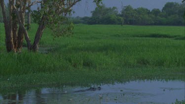 crocodile swims out of small stream into main waterway paper bark tree behind and past staking egret