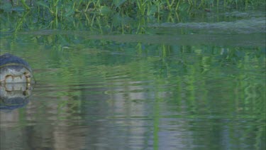 crocodile head into shot ** semi submerged in water hole good reflection then croc goes right through shot with a swish of tail at end