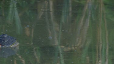 crocodile head nostrils eyes into shot ** semi submerged in water hole good reflection then croc goes right through shot with a swish of tail at end