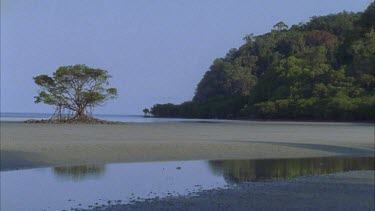 lone mangrove tree on calm beach Cape tribulation
