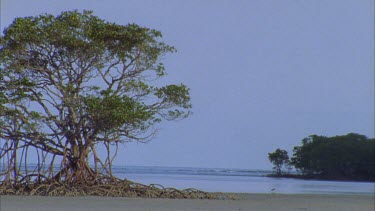 mangrove trees on calm beach Cape tribulation showing prop roots