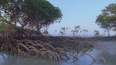 mangrove trees on calm beach Cape tribulation showing prop roots