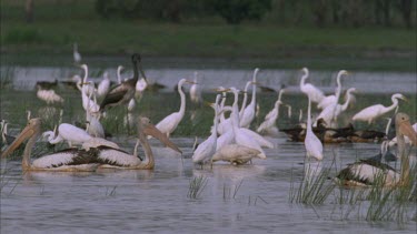 Mamakula billabong thick with pelican Jabiru Burdekin ducks and egrets