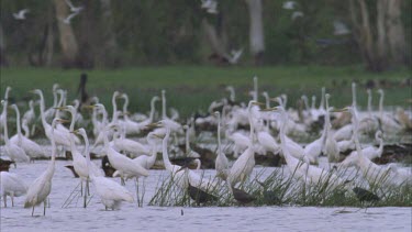 large numbers of terns fly above the wetlands