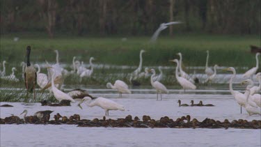 Mamakula billabong thick with pelican Jabiru Burdekin ducks and egrets feeding terns flying above pelicans