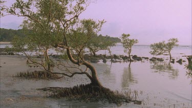 lone mangrove tree on calm beach Cape tribulation