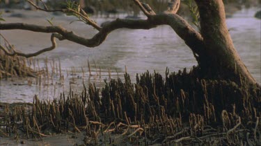 mangrove tree air breathing roots on calm beach Cape tribulation
