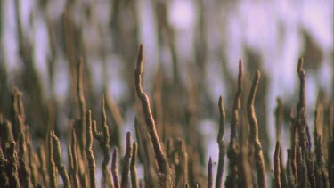 pull focus mangrove tree air breathing roots