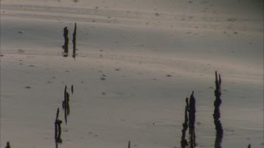 mangrove tree air breathing roots in water