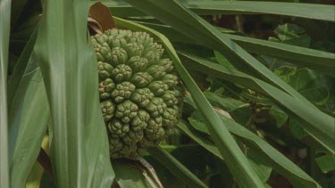 pandanus fruit