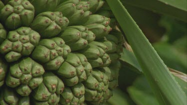 CM0001-NPC-0035584 pandanus fruit