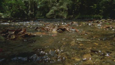 seed rolling down stream