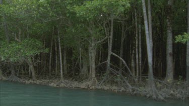 tracking along river mangrove tree roots at waters edge