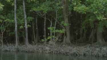 tracking along river mangrove tree roots at waters edge