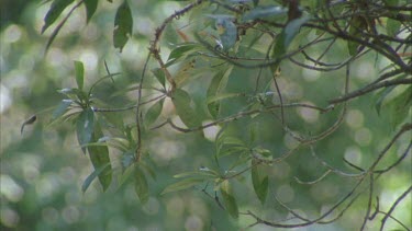 reflections of water spilling onto leaves