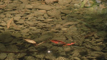 leaves fall from above on clear stream