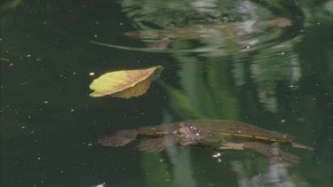 two turtles at water level then submerges