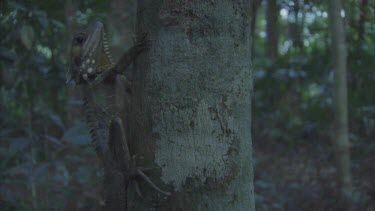 clings vertically to Picabeen palm trunk