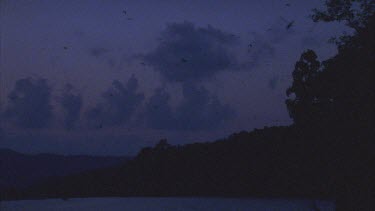 bats fly against late afternoon sky