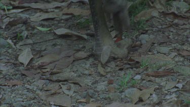 cassowary legs and feet on leaf litter showing large claws and strong legs