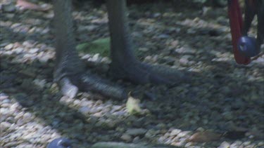 very impressive shot of cassowary picking up and swallowing whole a rainforest fruit