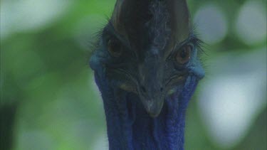 very impressive shot of cassowary to camera showing bright head colours an large eyes