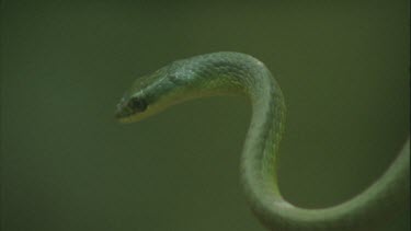 green tree snake arched out from tree trunk cu of head also and tongue then climbs up tree trunk