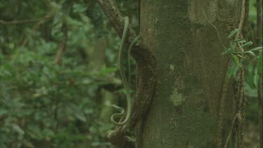 green tree snake arched out from tree trunk cu of head also and tongue then climbs up tree trunk