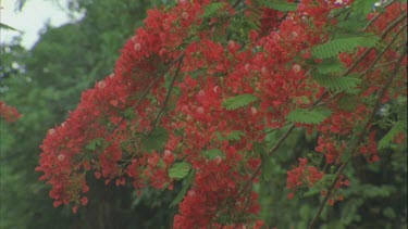 red flowering Poinciana flowers ??