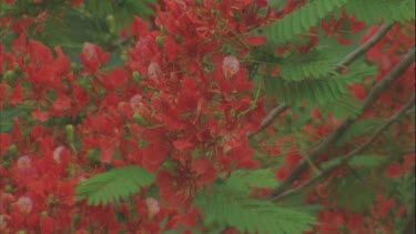 red flowering Poinciana flowers ??
