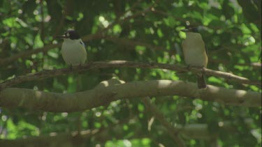 two kingfishers sitting on branch