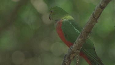 male king parrot perched then flies out of shot