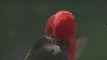 ecu parrot feathers preening