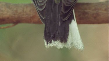 sitting on branch , chirping singing mouth open